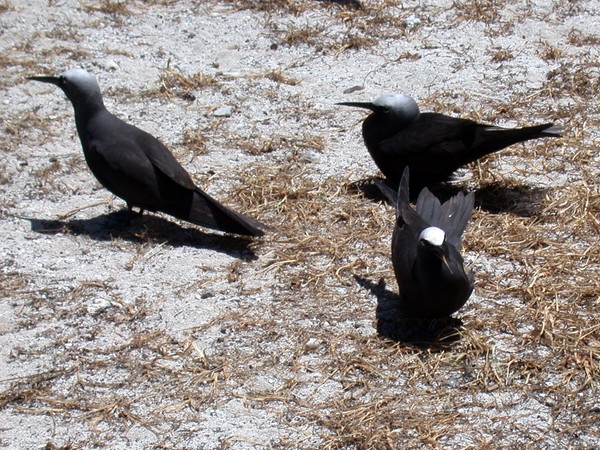 Noddies